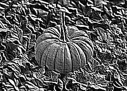 Skamielina