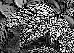 Skamielina