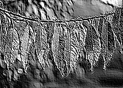 Skamielina