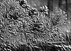 Skamielina