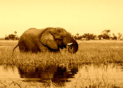 Sepia