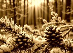 Sepia