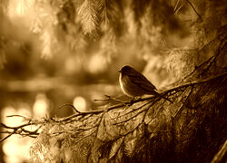 Sepia