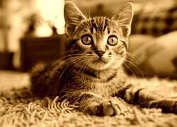 Sepia