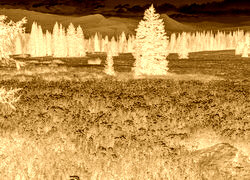 Sepia + Negatyw