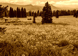 Sepia