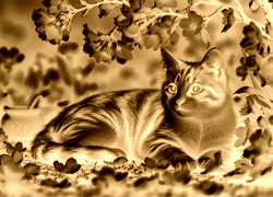 Sepia + Negatyw