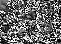 Skamielina