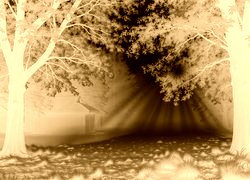 Sepia + Negatyw