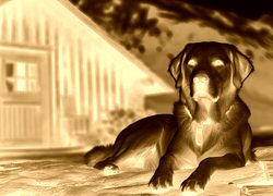 Sepia + Negatyw