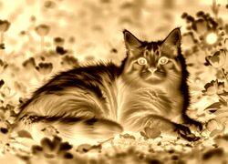 Sepia + Negatyw