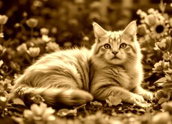Sepia