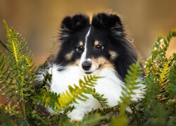 Oryginalny obrazek