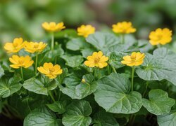 Oryginalny obrazek