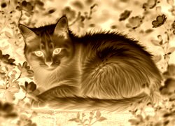 Sepia + Negatyw