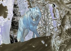 Negatyw