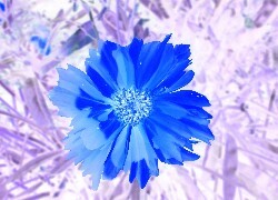 Negatyw