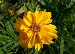 Oryginalny obrazek
