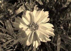 Szary + Sepia
