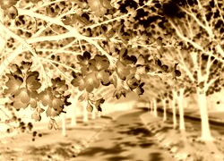 Sepia + Negatyw