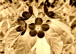 Sepia + Negatyw