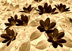 Sepia + Negatyw