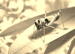 Sepia
