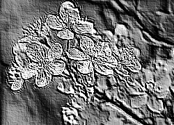 Skamielina