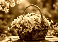Sepia