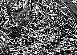 Skamielina