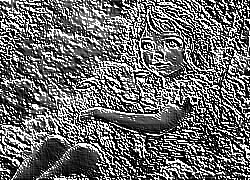 Skamielina