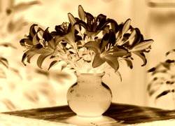 Sepia + Negatyw
