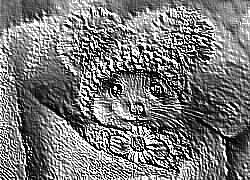 Skamielina