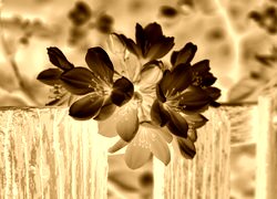 Sepia + Negatyw