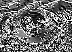 Skamielina