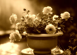 Sepia