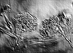 Skamielina
