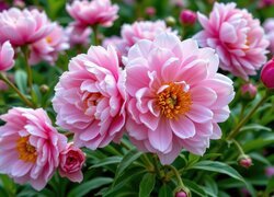 Oryginalny obrazek