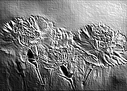 Skamielina