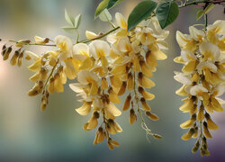 Oryginalny obrazek