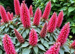 Oryginalny obrazek