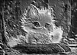 Skamielina