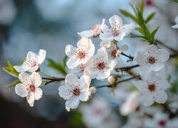 Oryginalny obrazek