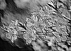 Skamielina