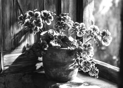 Szary + Sepia