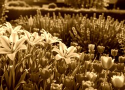 Sepia