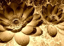 Sepia + Negatyw