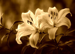 Sepia