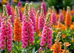Oryginalny obrazek