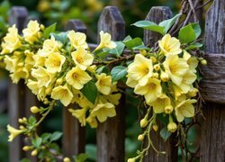 Oryginalny obrazek